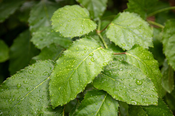 Green leaves with water droplets