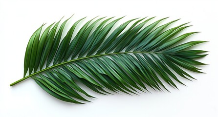 Obraz premium Green Palm Leaf on White. Generative AI