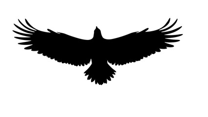 Naklejka premium Eagle on white background, bird, eagle, silhouette, vector, flying, animal, wing, illustration, black, wings, nature, hawk, feather, falcon, fly, dove, tattoo, flight, birds, symbol, crow, icon, art, 