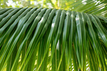 Palm leaves