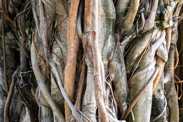 Mutli trunk tree