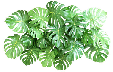 Fototapeta premium Lush green monstera leaves create vibrant and tropical atmosphere, perfect for enhancing any space with touch of nature