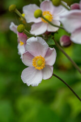 Blossom pale pink anemone flower macro photography in summer day. Windflower with light pink petals on green background close-up photo in summertime.	
