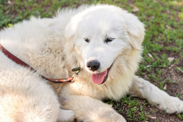 A large white Maremma Sheepdog lies on the lawn in a summer park against a backdrop of blooming flowers.