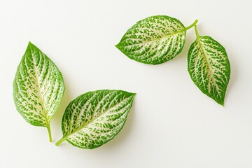 Verdant foliage composition featuring speckled leaf textures against clean backdrop for a nature centric botanical illustration