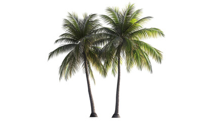 Obraz premium palm trees transparent background png