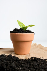 Bright green seedling in terracotta pot on brown paper background