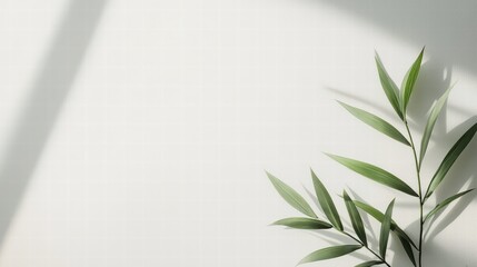 Fototapeta premium Minimalist Greenery: Sunlight streams through a window, casting a soft shadow on a single sprig of vibrant green leaves against a clean, bright backdrop. The image exudes serenity and natural beauty.
