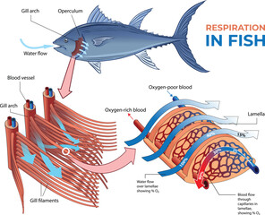 illustration of fish respiratory system 
