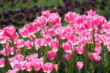 Beautiful tulips are in full bloom