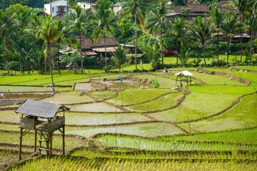 Subak is the water management (irrigation) system for the paddy fields on Bali island, Indonesia....