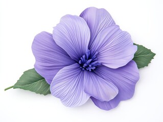 Obraz premium Beautiful purple flower with intricate petals and green leaves against a white background