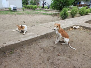 jack russell terrier from Pibor South Sudan