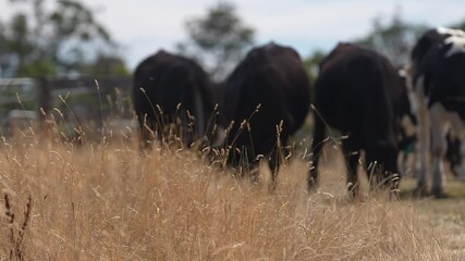 beautiful cattle in Australia  eating grass, grazing on pasture. Herd of cows free range beef being regenerative raised on an agricultural farm. Sustainable farming of food crops. 