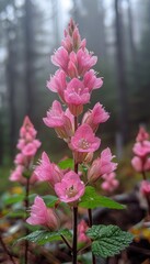 Delicate pink flowers glistening with morning dew, nestled amongst lush green foliage in a misty forest.