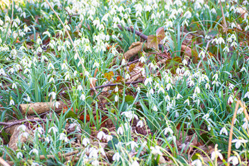 Field with snowdrops (Galanthus nivalis) one day in March