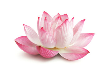 Serene Pink Lotus flower  in Bloom isolated on white background, Generative AI Illustration