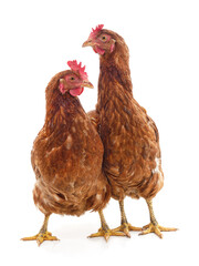 Two young chickens.