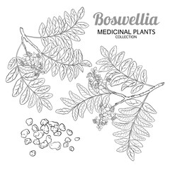 Boswellia Branch with Flowers and Leaves Outline Illustration. Essential oil ingredient for cosmetics, spa, aromatherapy, health care, alternative medicine. Vector isolated for design or decoration.