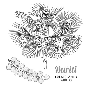 Buriti Plant with Fruit Outline Illustration. Organic natural nutritional healthy food ingredient, vegetarian diet product. Vector isolated for design or decoration.