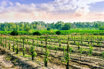 Naklejka premium beautiful evening garden farmland during sunset with rows of young green growth of fruit trees and lines of plants on rural plantation landscape