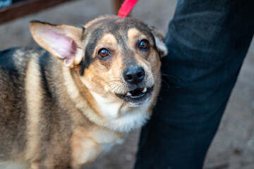 portrait of a dog on a leash in the dog park in Poznan
