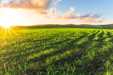 beatiful sunset or sunrise in green spring shiny field in countryside farm. Rural aprile landscape with young fresh green grass, garden and scenic cloudy sunset sky on background