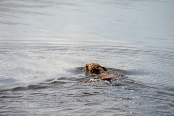 Fototapeta premium kelpie on a beach and swimming with a ball