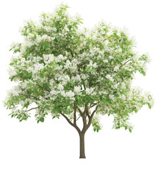 Obraz premium Isolated Flowering Tree on White Background