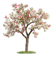 Fototapeta premium Cherry Blossom Tree
