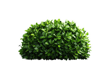 Gr&uuml;ner Busch mit dichten Bl&auml;ttern, PNG mit transparentem Hintergrund

