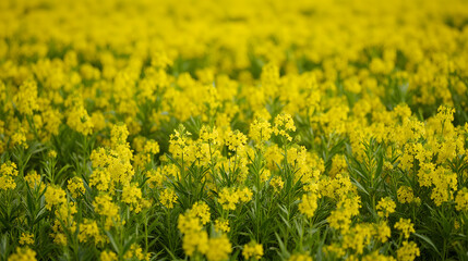 Obraz premium Vast Green Fields with Bright Yellow Mustard Flowers Blooming in Spring and Harvest Season - Rongali Bihu