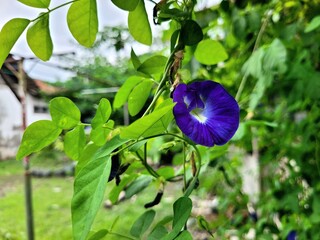 a view of purple flowers that have bloomed and are very beautiful