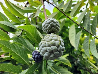 Fototapeta premium a view of fresh soursop fruit up close which is perfect for eating during summer