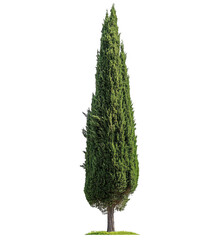 Tall Cypress Tree Isolated on Black Background