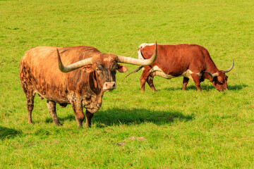 Texas-Longhorns in Nordhessen