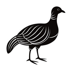 vector illustration of a bird