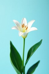 Naklejka premium Small White Lily with dark green leaves on a pale blue sky background, flowers, leaves