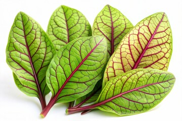 Obraz premium Fresh Sorrel Leaves