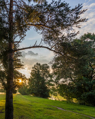 Tree with a sun shining through it