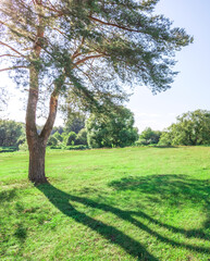 Obraz premium Large tree casts a shadow on a lush green field
