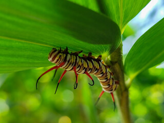 Close-up view of Blue Striped Crow caterpillar. Euploea mulciber caterpillar on a leaf, beautiful patterned caterpillar with striking horns.