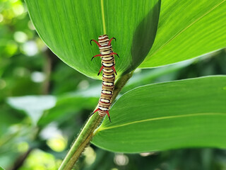 Close-up view of Blue Striped Crow caterpillar. Euploea mulciber caterpillar on a leaf, beautiful patterned caterpillar with striking horns.