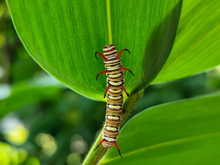 Close-up view of Blue Striped Crow caterpillar. Euploea mulciber caterpillar on a leaf, beautiful patterned caterpillar with striking horns.