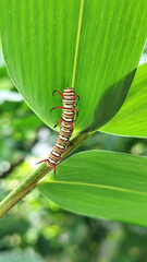Close-up view of Blue Striped Crow caterpillar. Euploea mulciber caterpillar on a leaf, beautiful patterned caterpillar with striking horns.