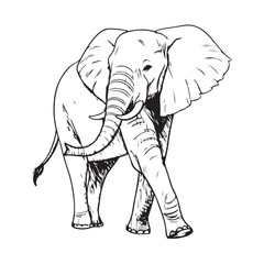 Elephant Vector
