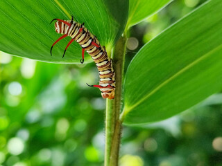 Close-up view of Blue Striped Crow caterpillar. Euploea mulciber caterpillar on a leaf, beautiful patterned caterpillar with striking horns.