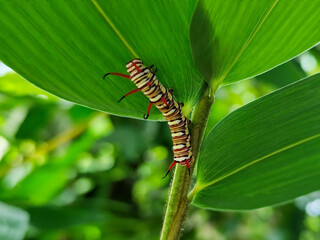 Close-up view of Blue Striped Crow caterpillar. Euploea mulciber caterpillar on a leaf, beautiful patterned caterpillar with striking horns.