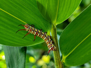 Close-up view of Blue Striped Crow caterpillar. Euploea mulciber caterpillar on a leaf, beautiful patterned caterpillar with striking horns.
