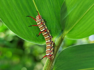 Close-up view of Blue Striped Crow caterpillar. Euploea mulciber caterpillar on a leaf, beautiful patterned caterpillar with striking horns.